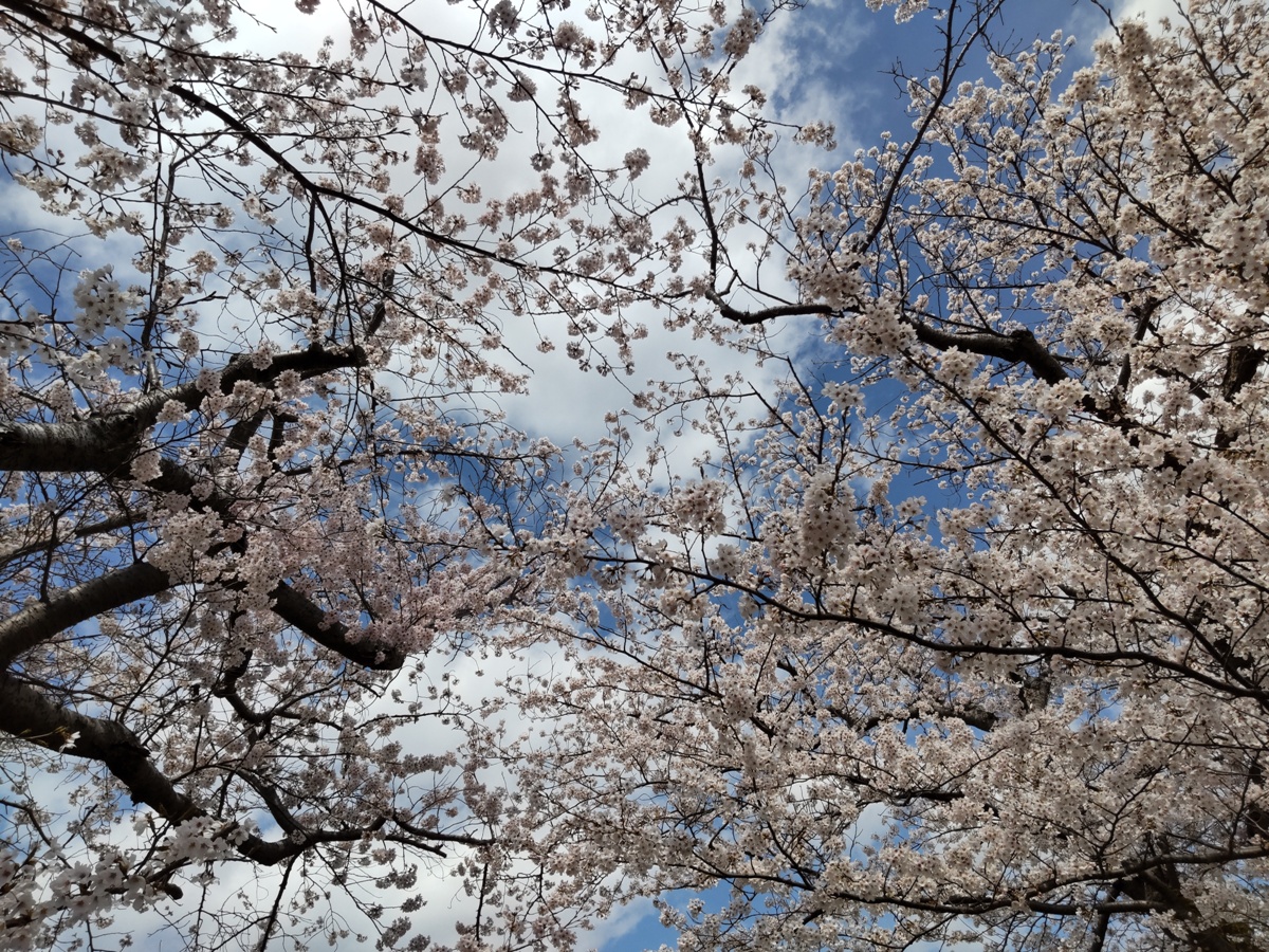 f:id:hirotaka72:20220402110139j:plain