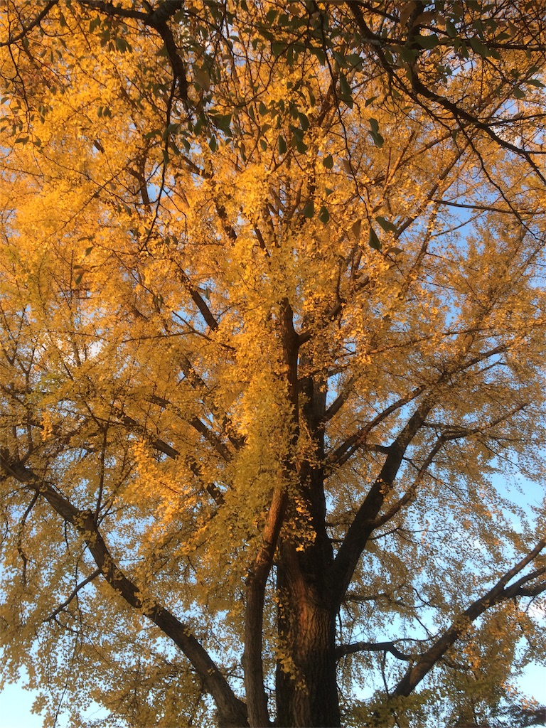 f:id:hirotaka_hachiya:20171119233242j:image