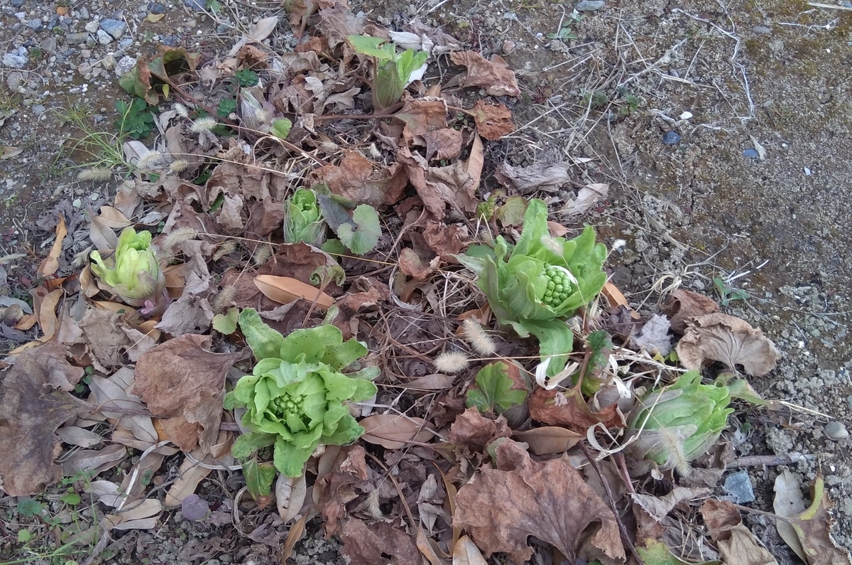 f:id:hiroukamix:20200126221338j:plain