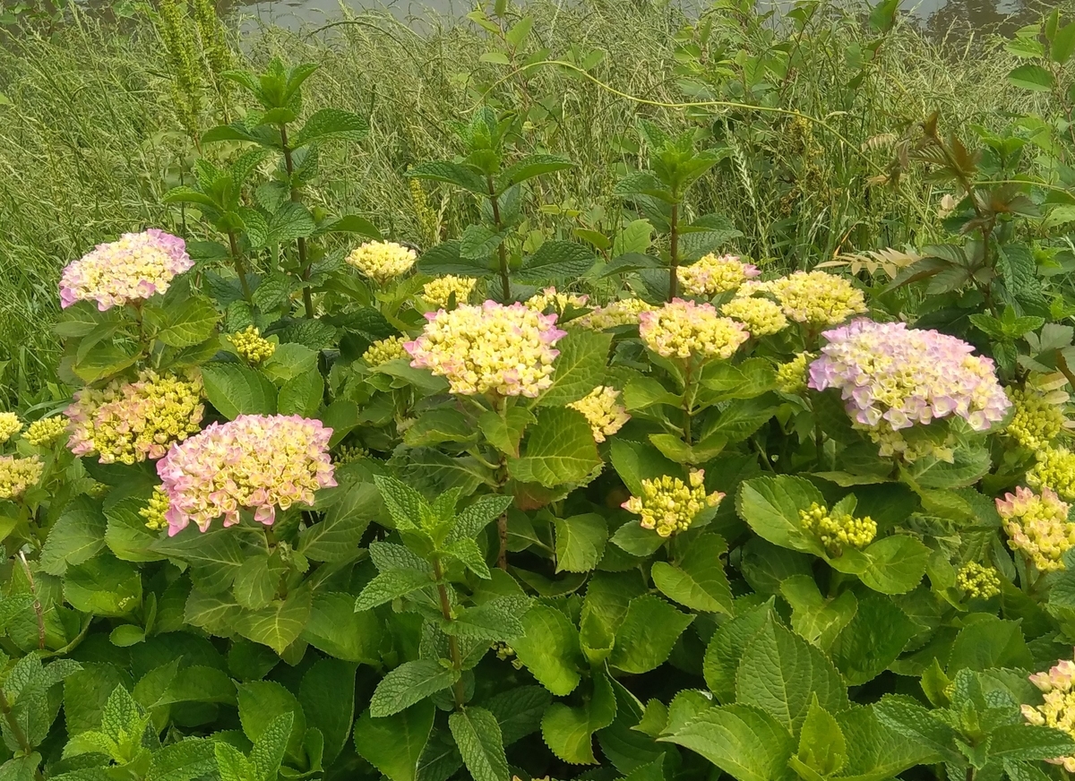 f:id:hiroukamix:20200615071605j:plain