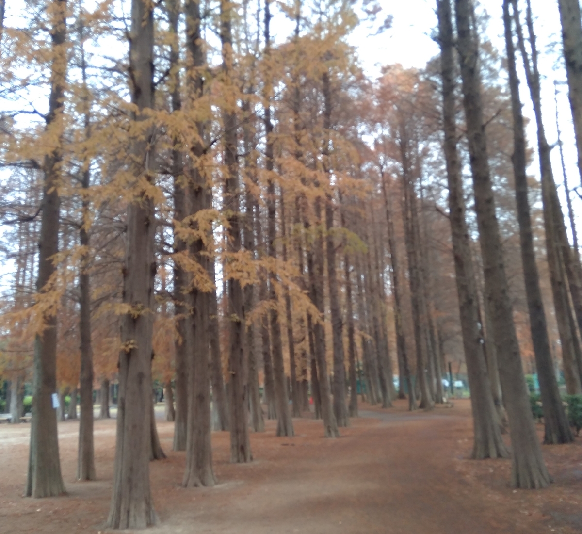 f:id:hiroukamix:20201207065851j:plain