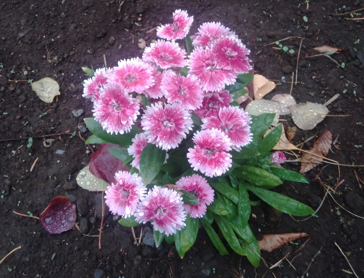 f:id:hiroukamix:20210102172347j:plain