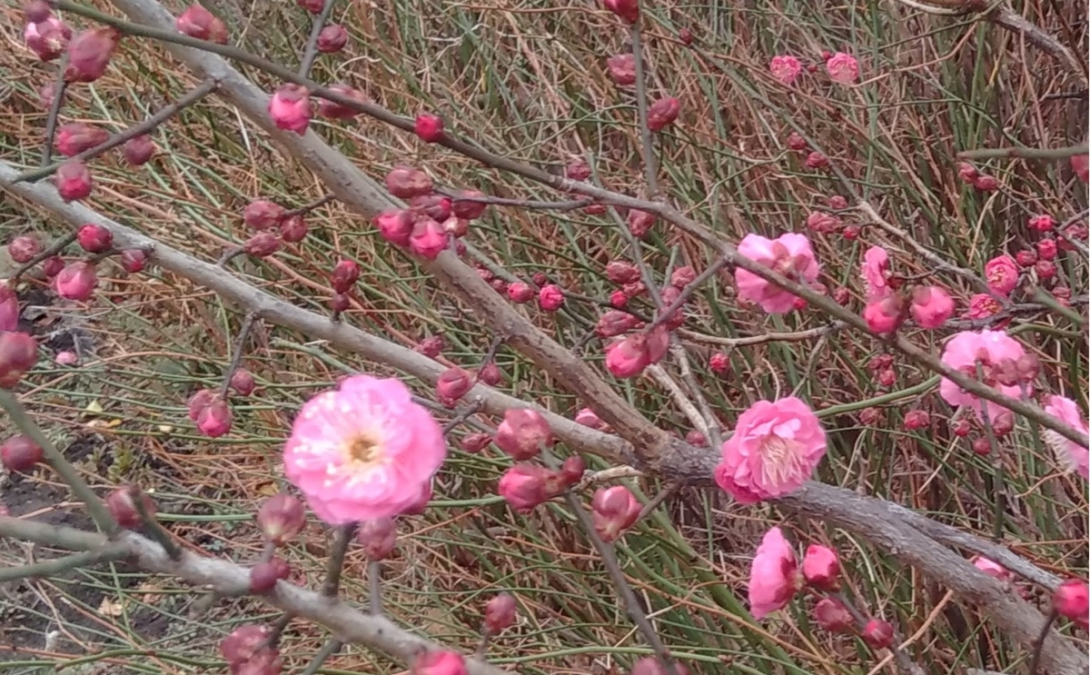 f:id:hiroukamix:20210116063300j:plain