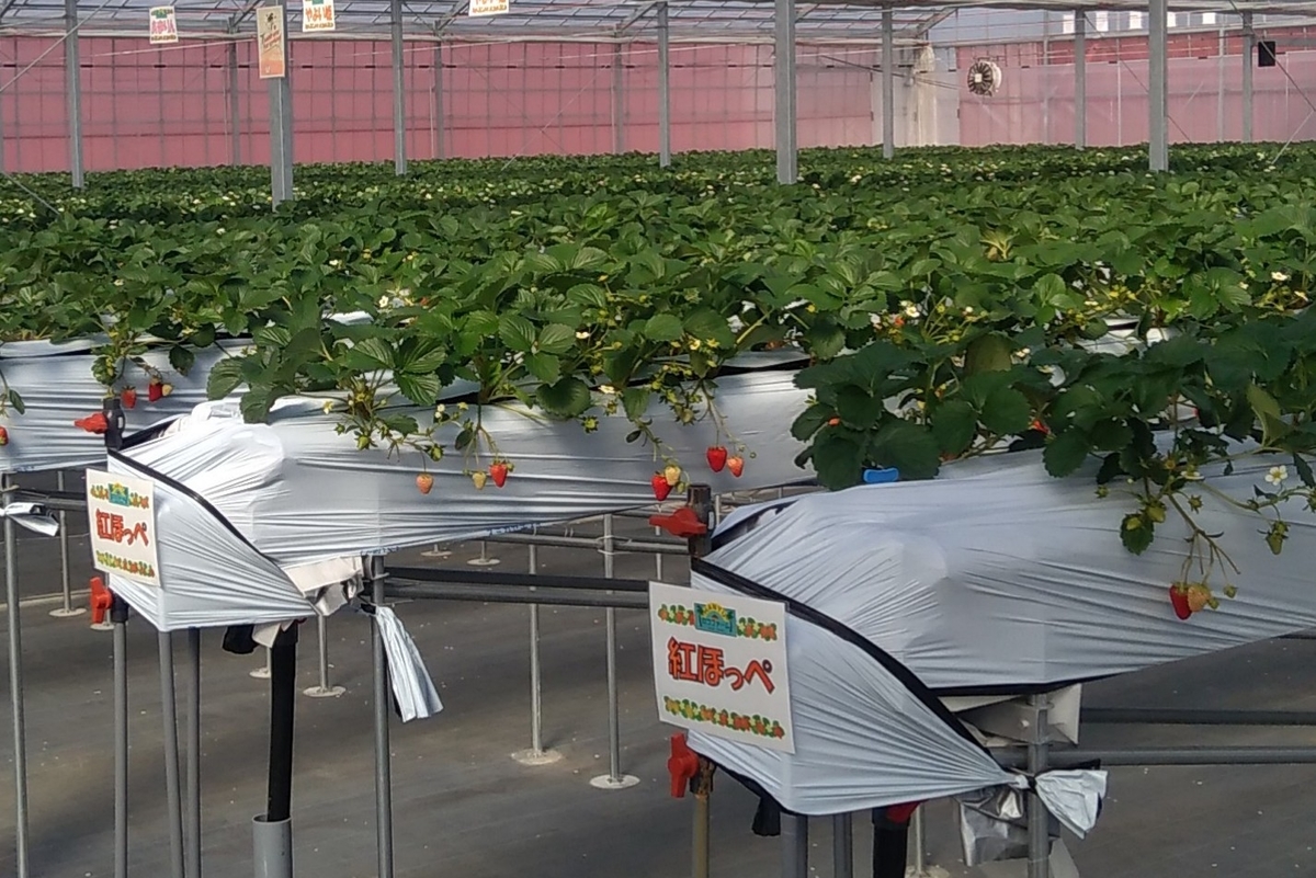 f:id:hiroukamix:20210205215028j:plain