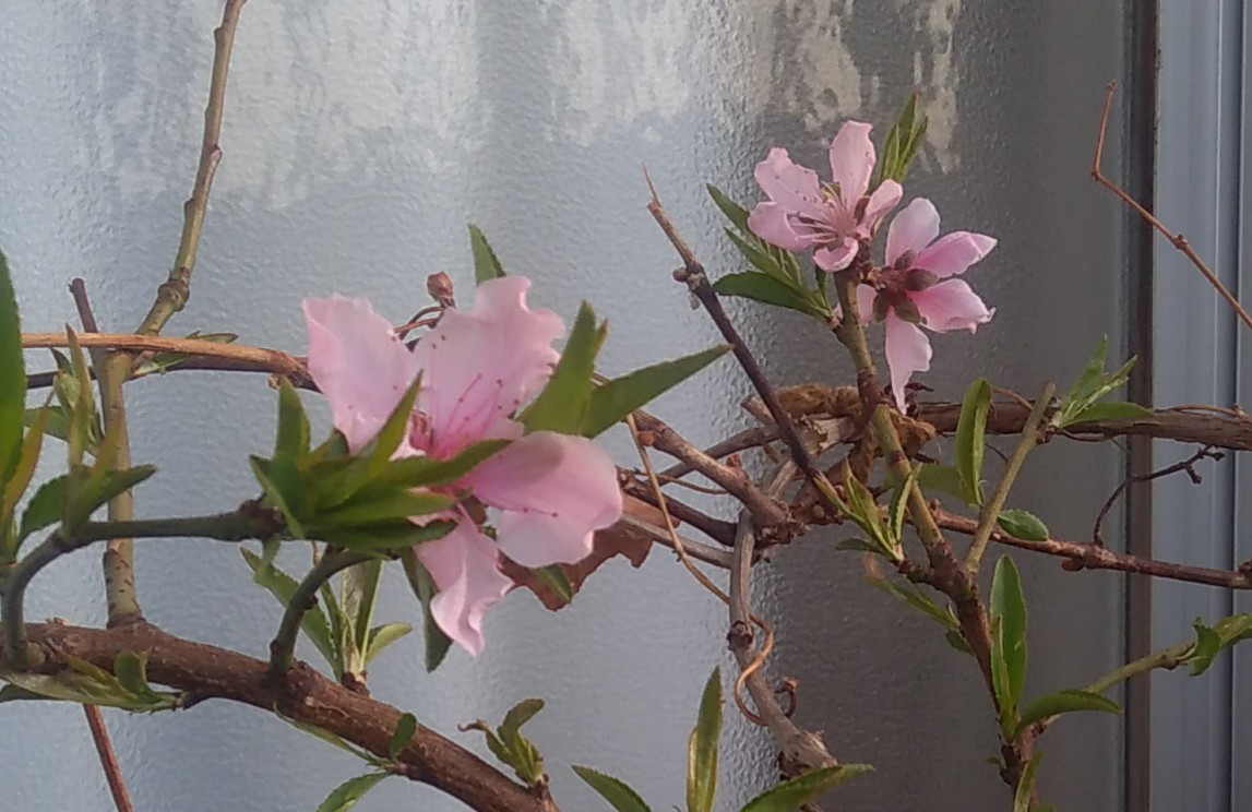 f:id:hiroukamix:20210319085436j:plain