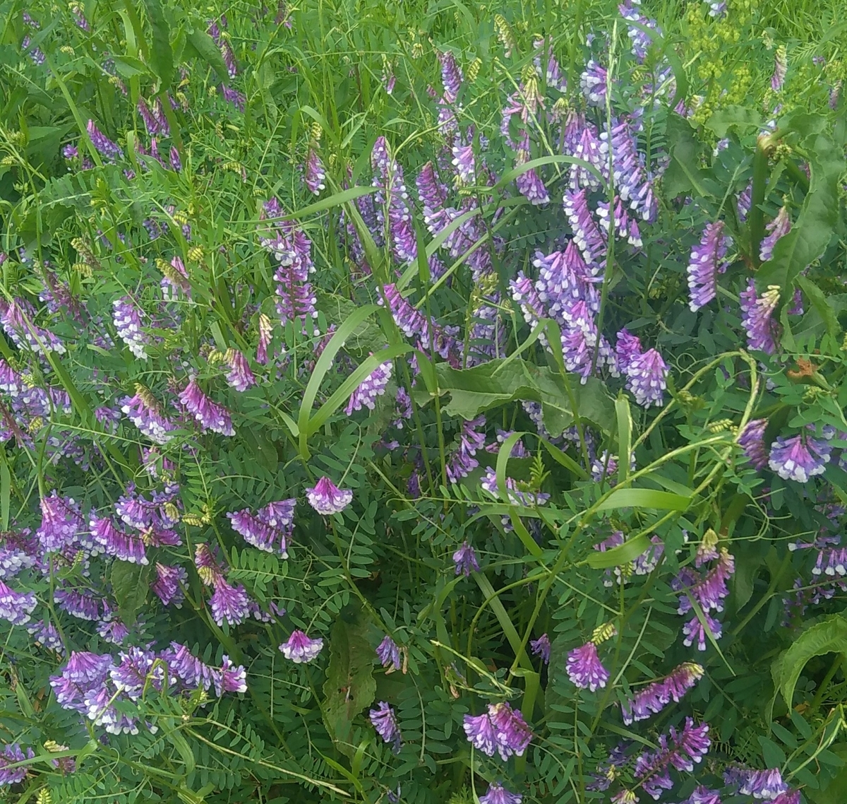 f:id:hiroukamix:20210509193648j:plain