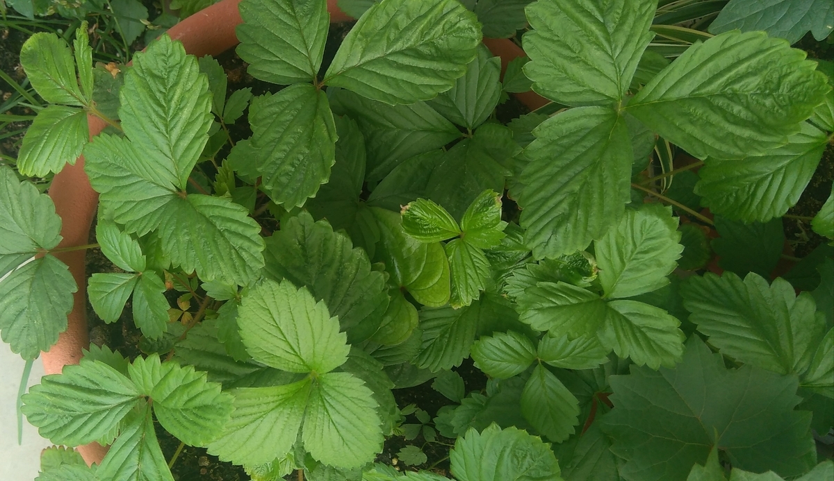 f:id:hiroukamix:20210528074454j:plain