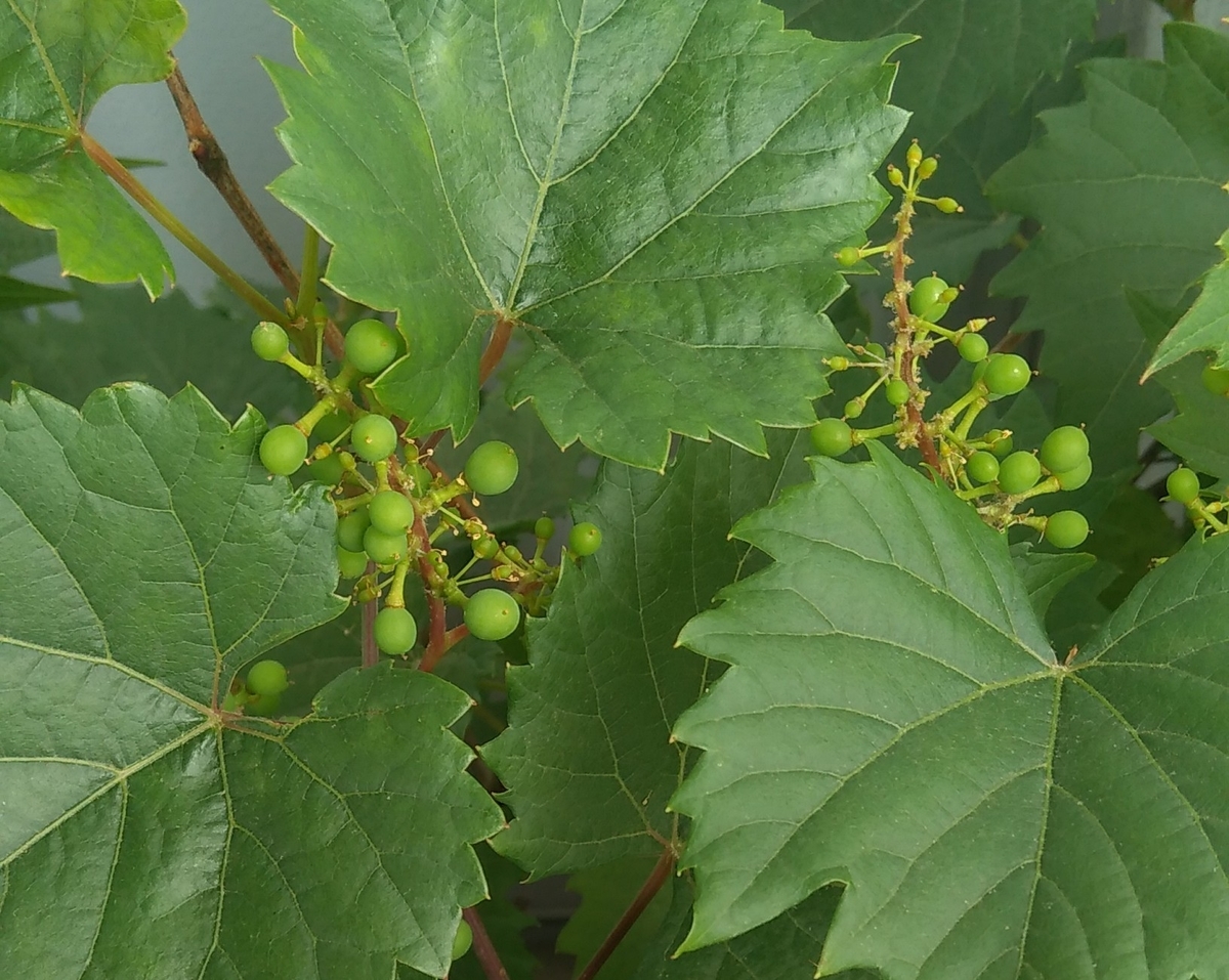 f:id:hiroukamix:20210528083118j:plain