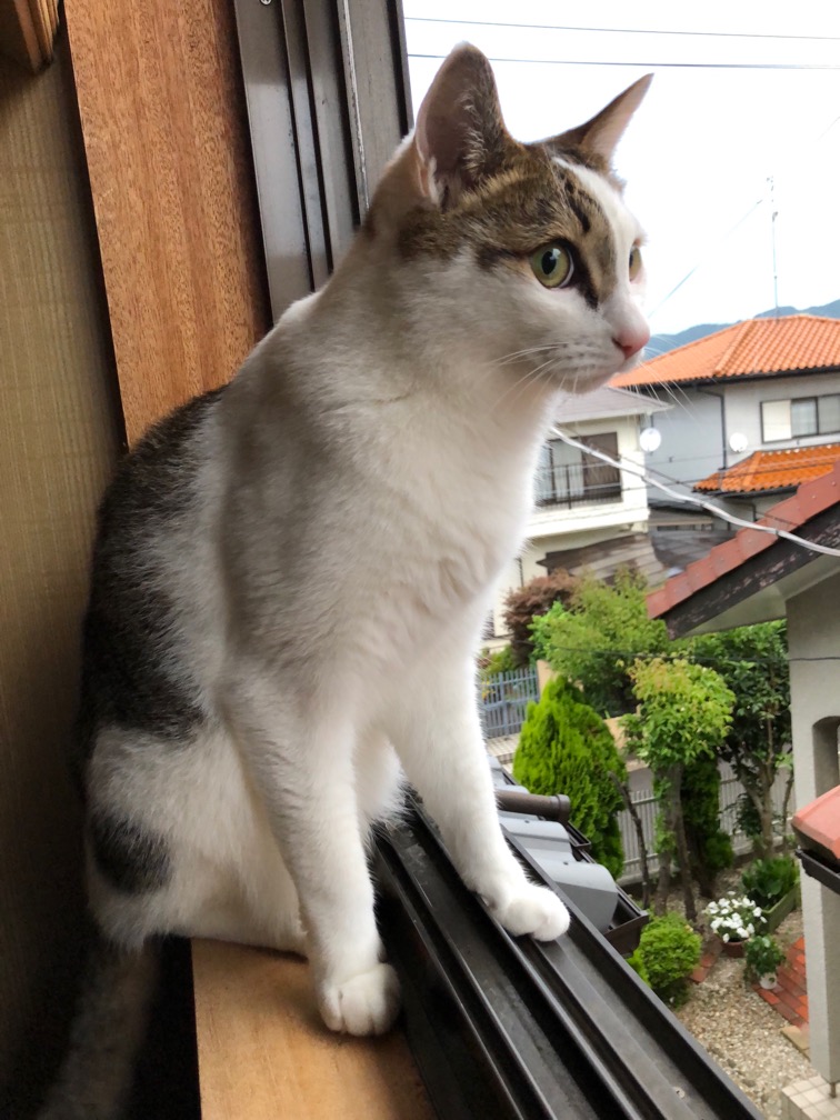 f:id:hirowind:20180605213717j:plain