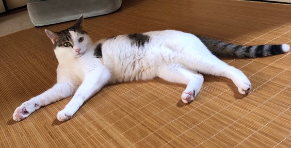 f:id:hirowind:20180730030947j:plain