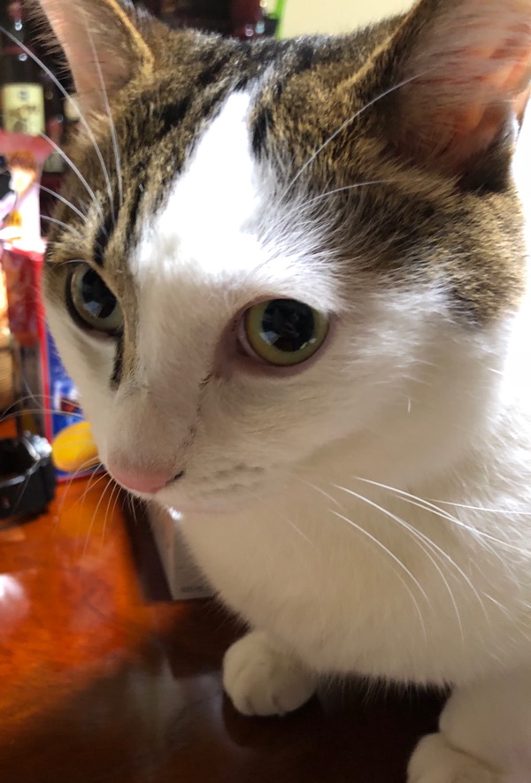 f:id:hirowind:20181108223924j:plain