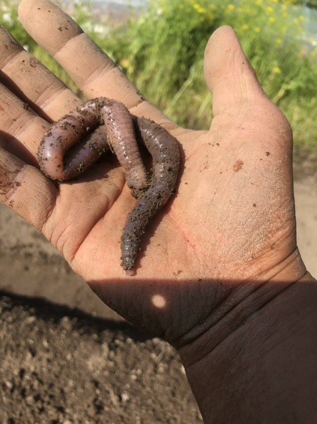 f:id:hirowind:20190409232026j:plain