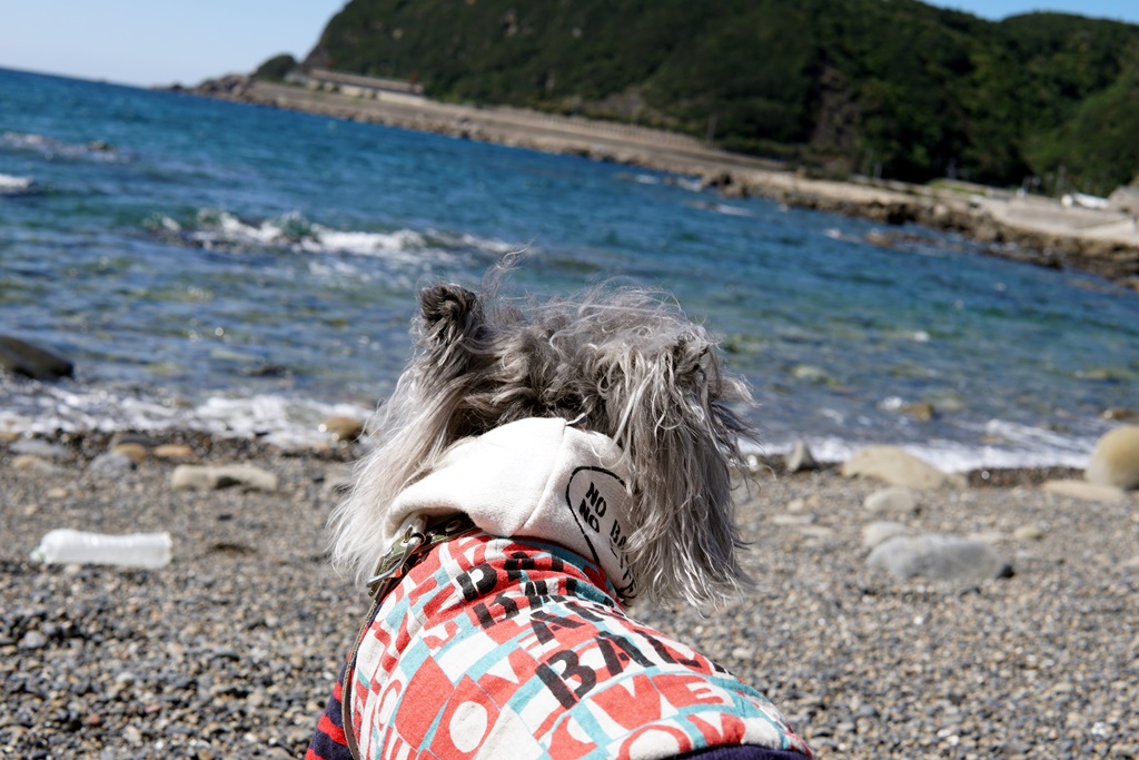 f:id:hiroxt:20191011144919j:plain