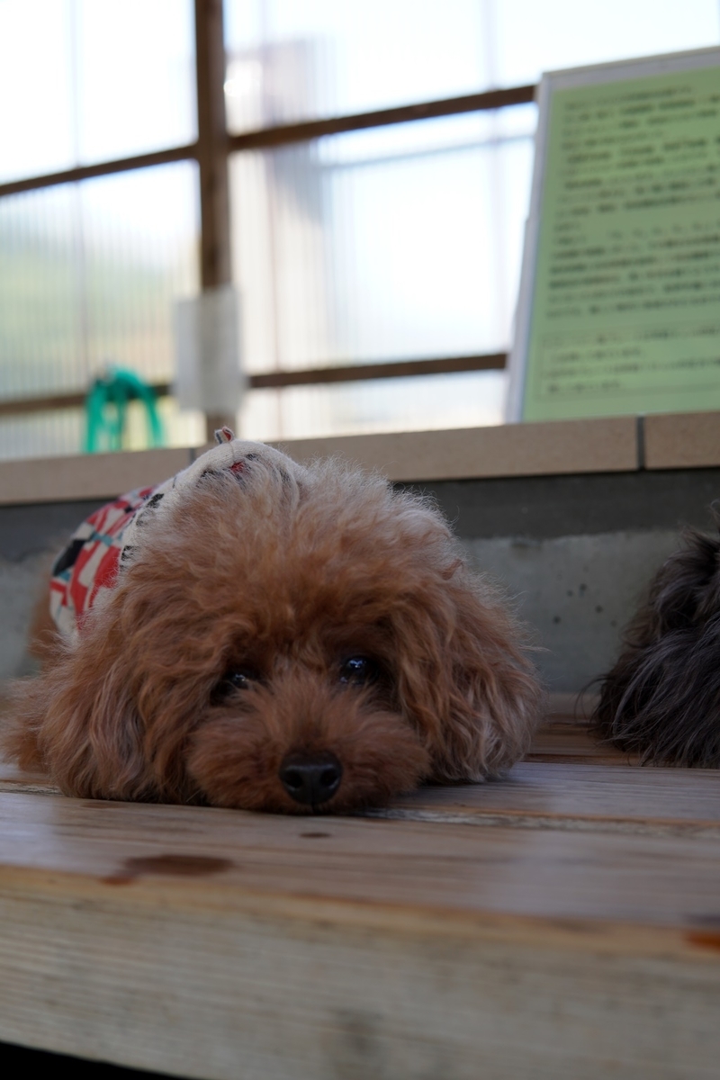 f:id:hiroxt:20191011145739j:plain