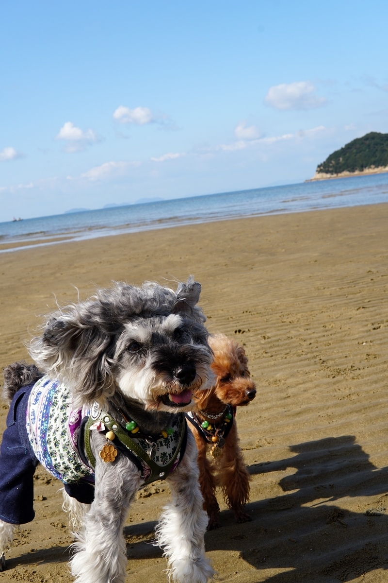 f:id:hiroxt:20191110172741j:plain