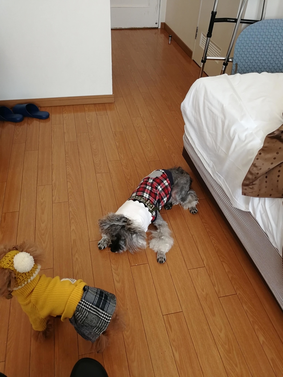 f:id:hiroxt:20191225161552j:plain