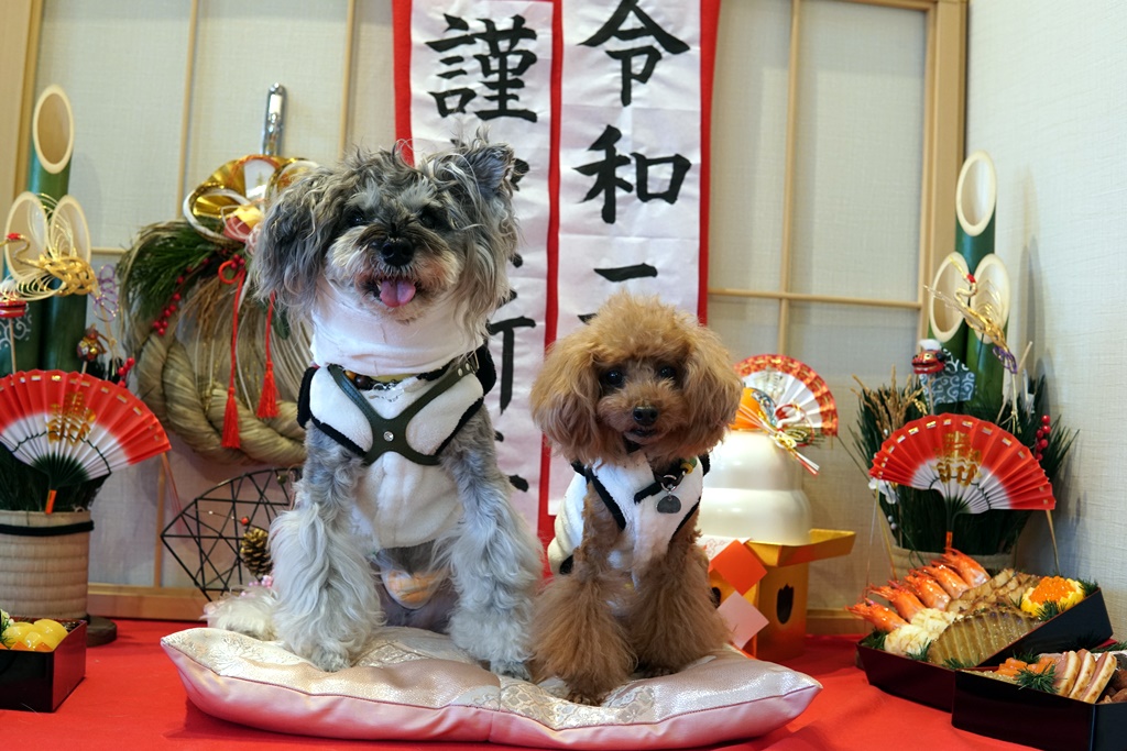 f:id:hiroxt:20200110191348j:plain f:id:hiroxt:20200110191348j:plain