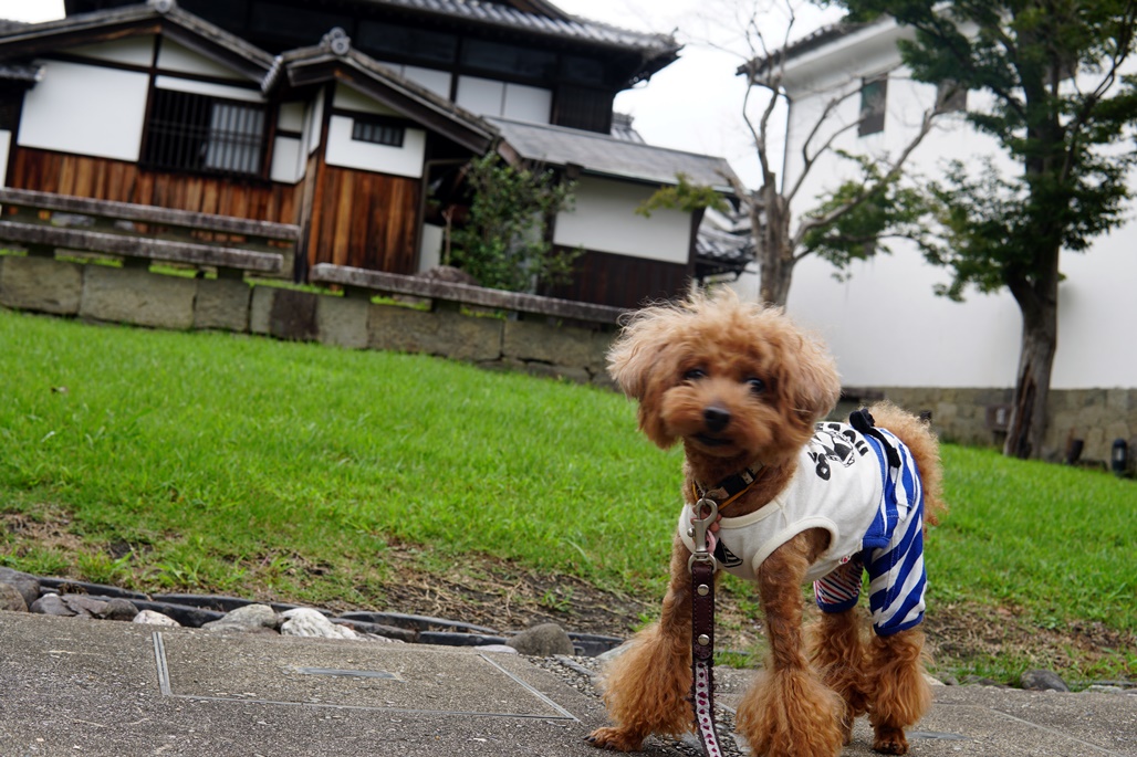 f:id:hiroxt:20201003110716j:plain