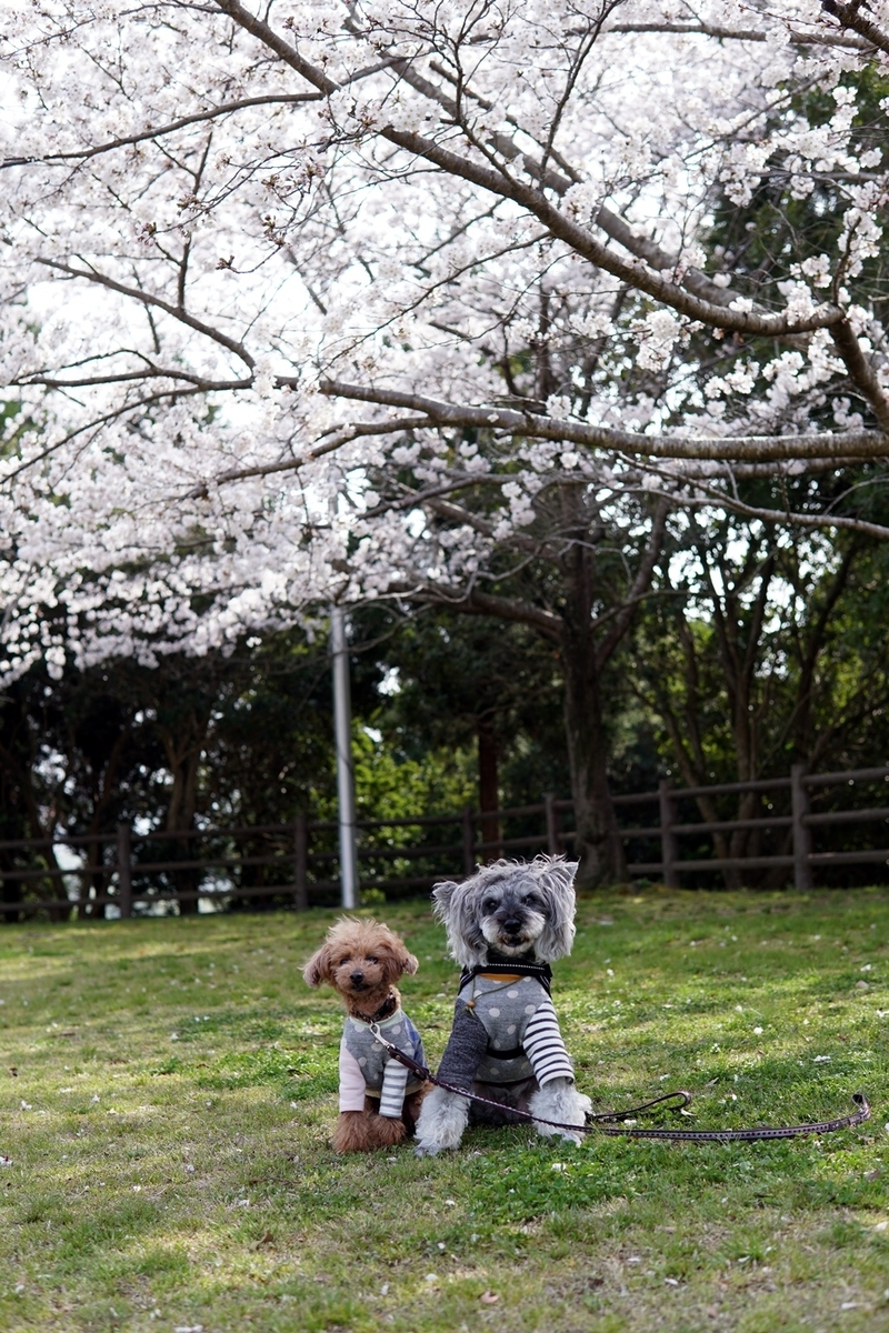 f:id:hiroxt:20210402160355j:plain