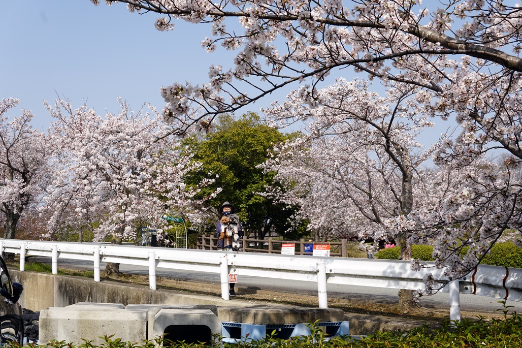 f:id:hiroxt:20210402160802j:plain