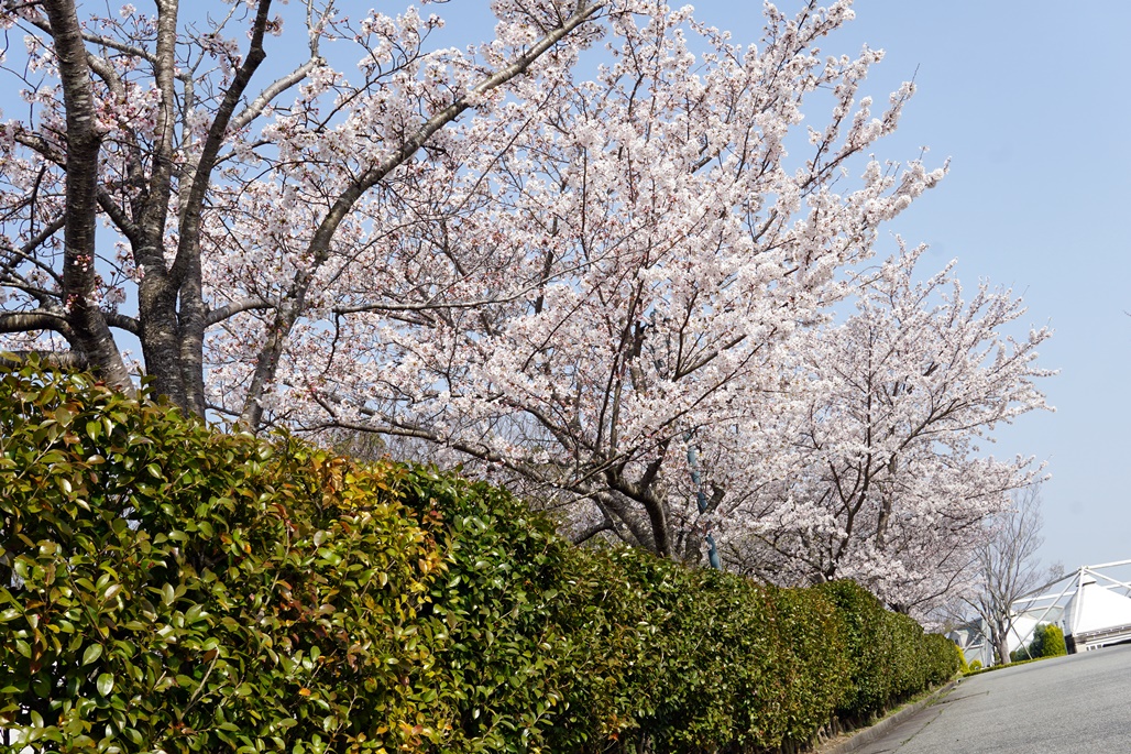 f:id:hiroxt:20210402160900j:plain