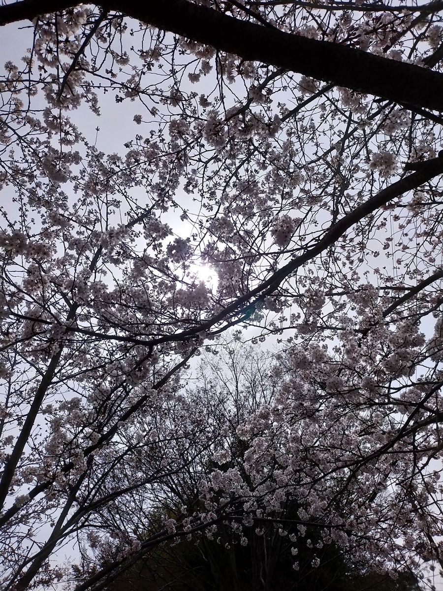 f:id:hiroxt:20210405221839j:plain