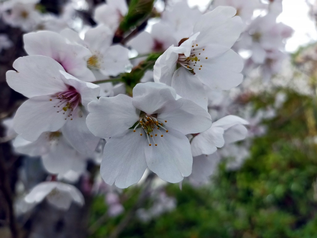 f:id:hiroxt:20210405221852j:plain