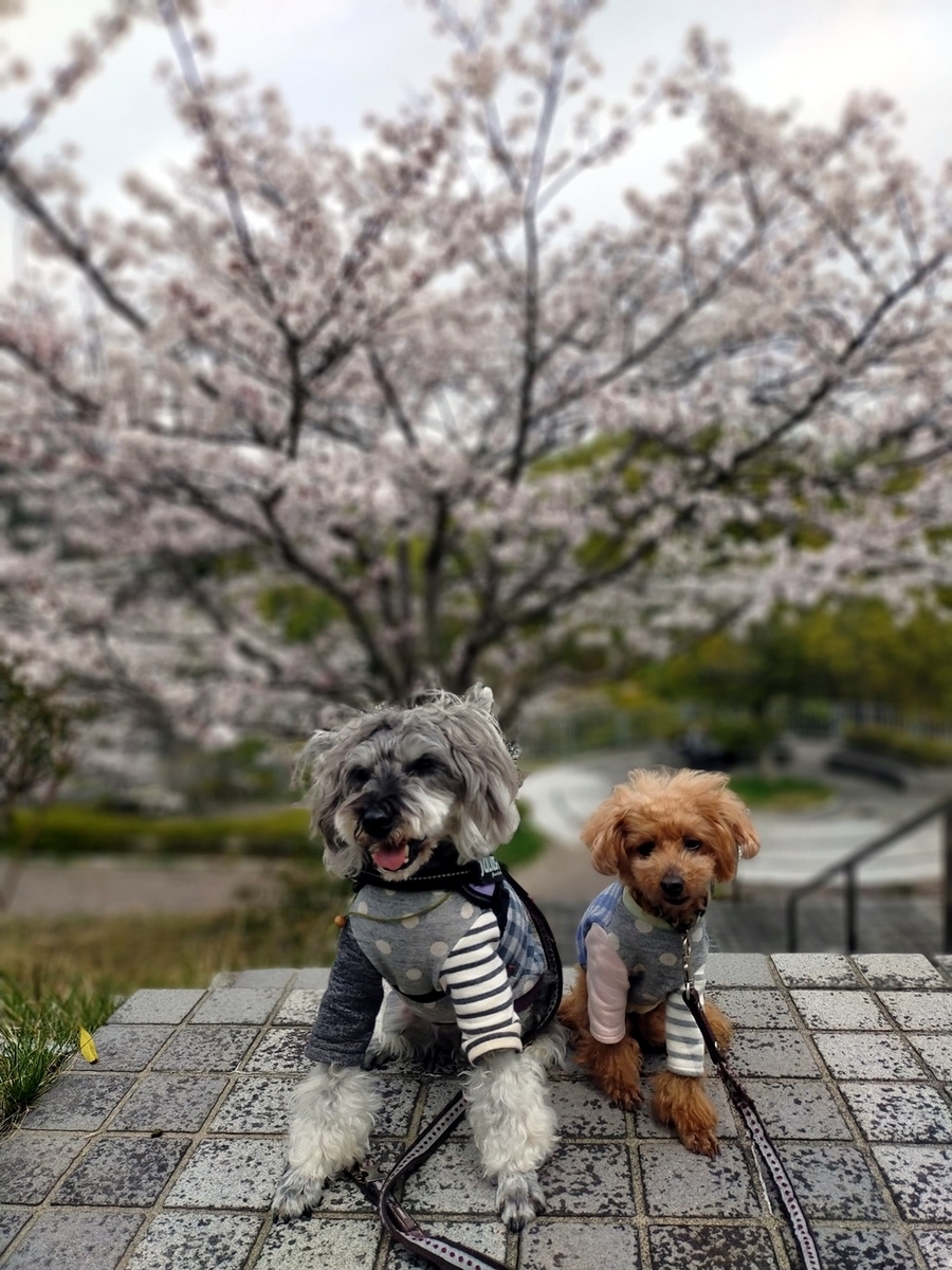 f:id:hiroxt:20210405221905j:plain