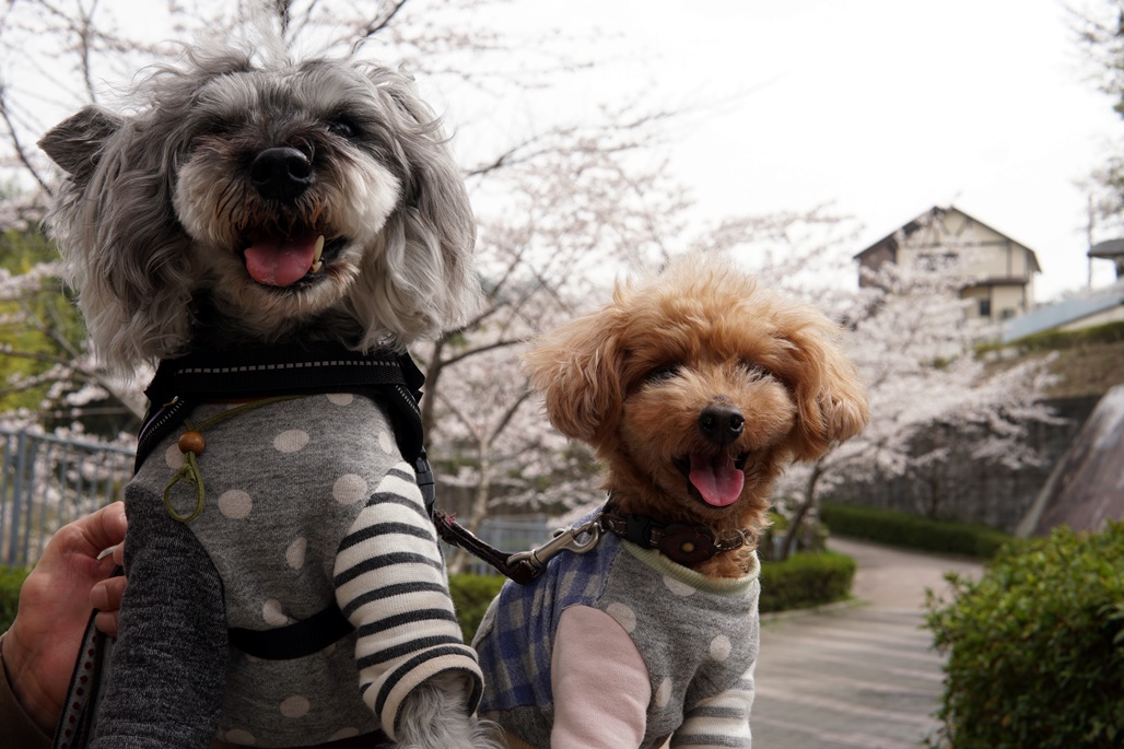 f:id:hiroxt:20210405225727j:plain