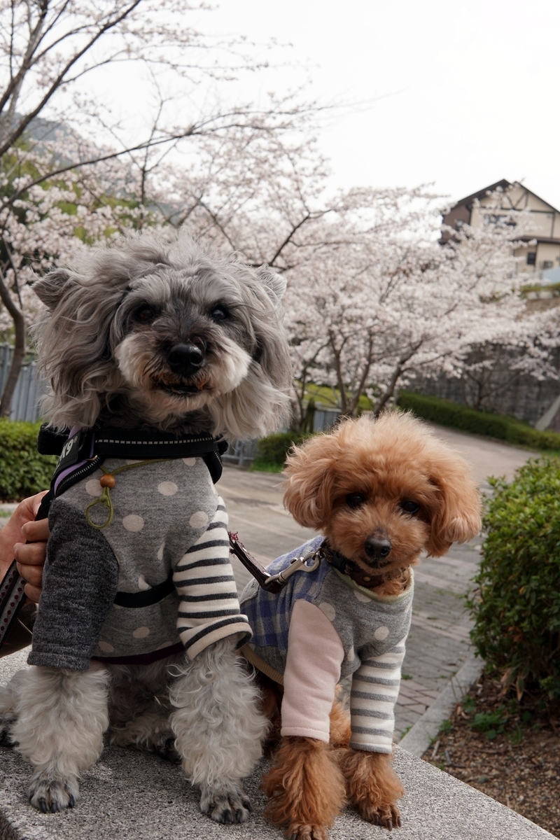 f:id:hiroxt:20210405225924j:plain