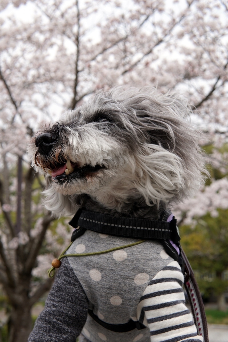 f:id:hiroxt:20210405230023j:plain