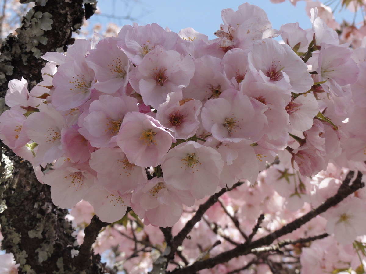 f:id:hiroyoshiz:20210403134543j:plain