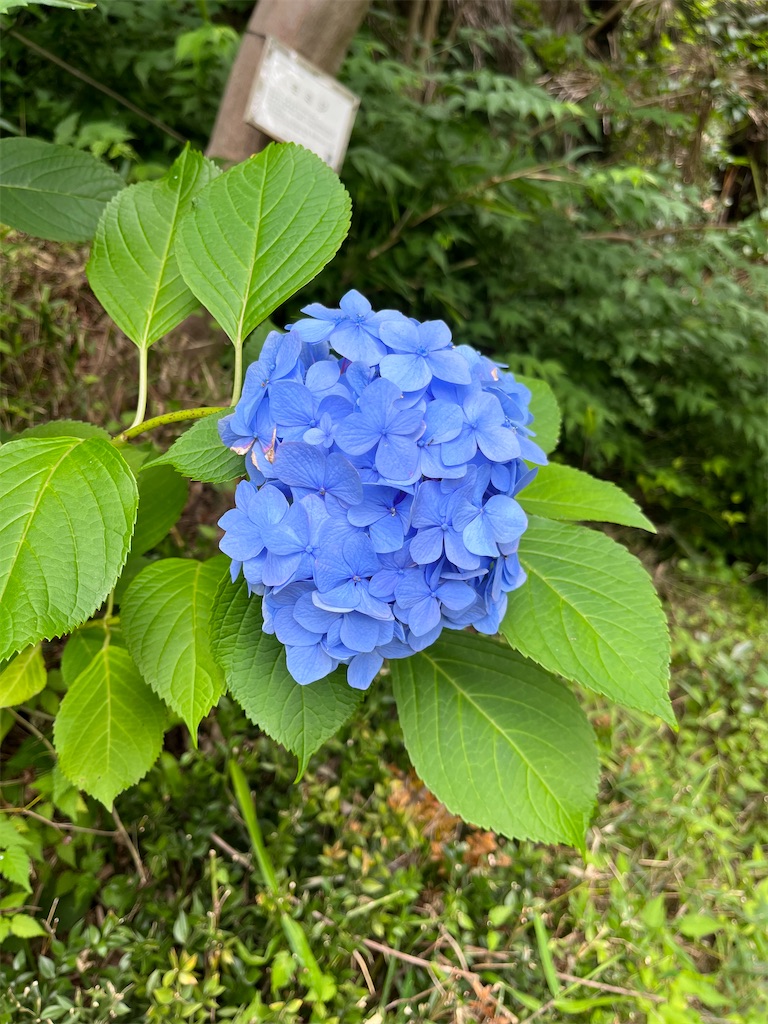 f:id:hiroyuta32:20220623114521j:image