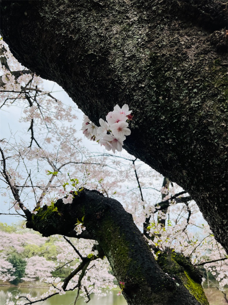 f:id:hiroyuta32:20230330101005j:image