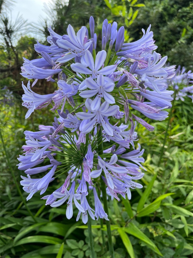 f:id:hiroyuta32:20230630105811j:image