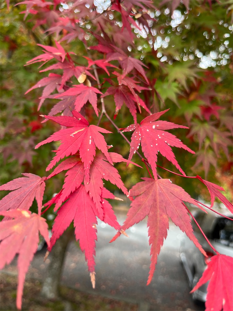 f:id:hiroyuta32:20231114093106j:image