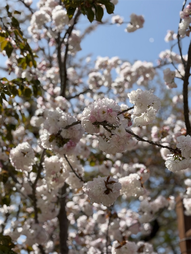 f:id:hiroyuta32:20260427114155j:image
