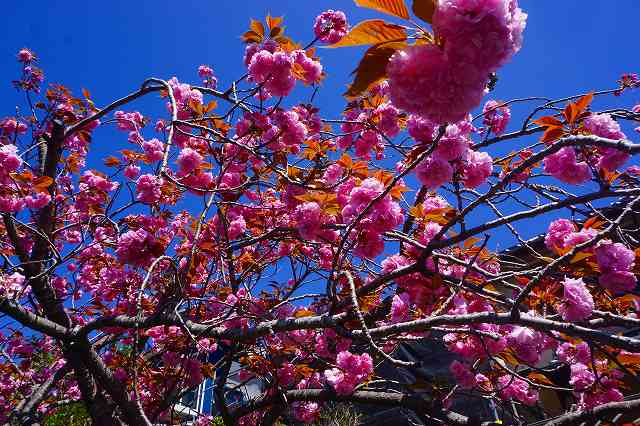 近所の八重桜 （関山） - 時を紡いで 3