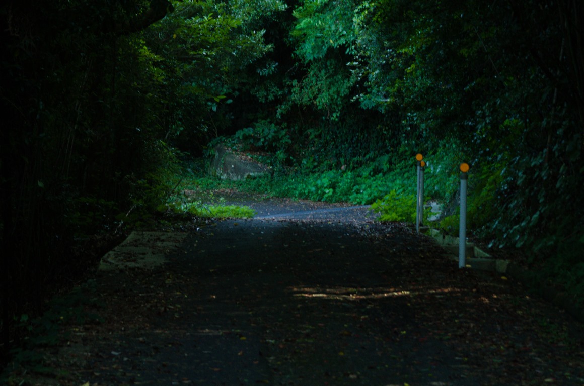 forest_road