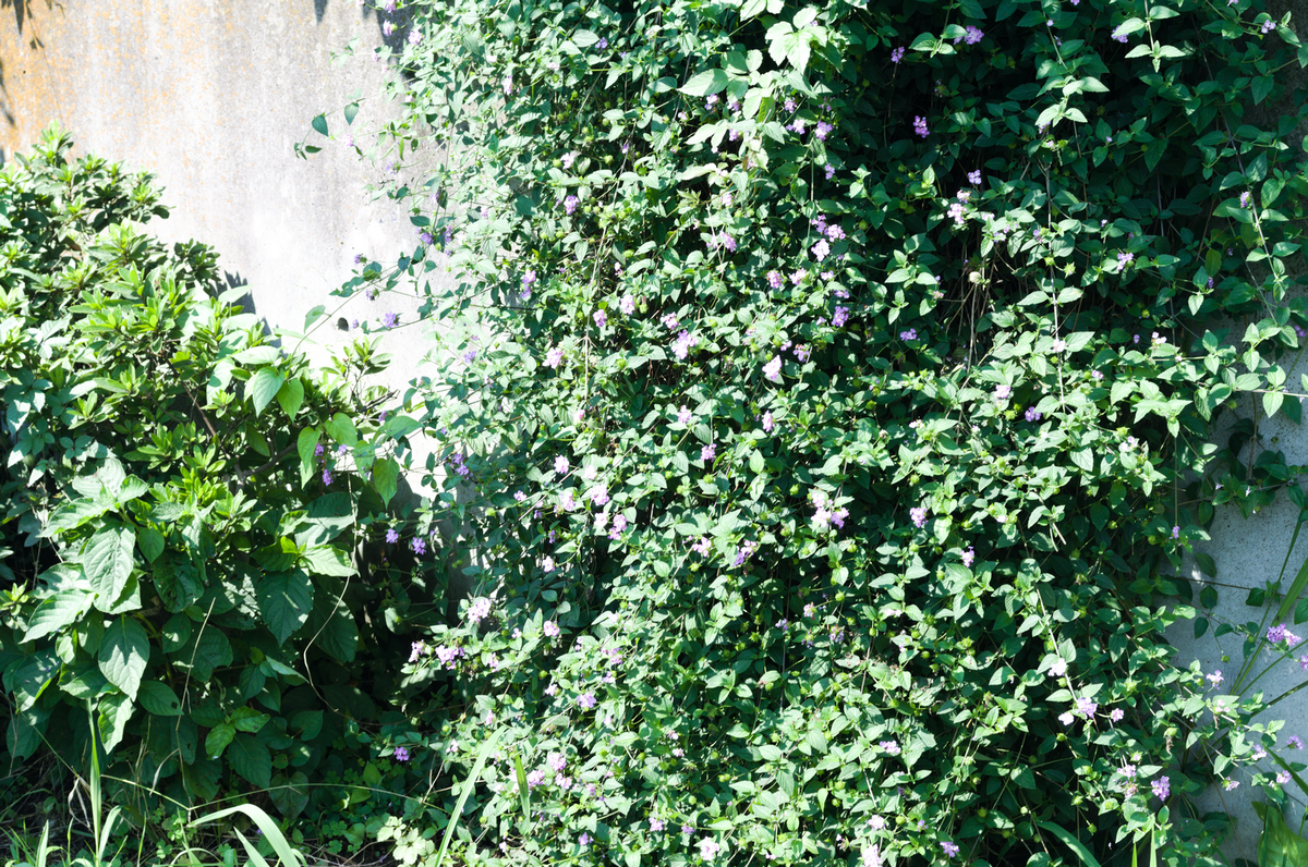 early summer light
