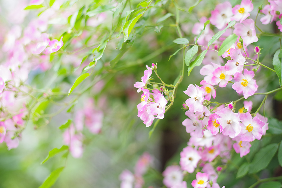 つるバラ バレリーナが花盛り だけど葉っぱばかり見ている 雲中午睡庵