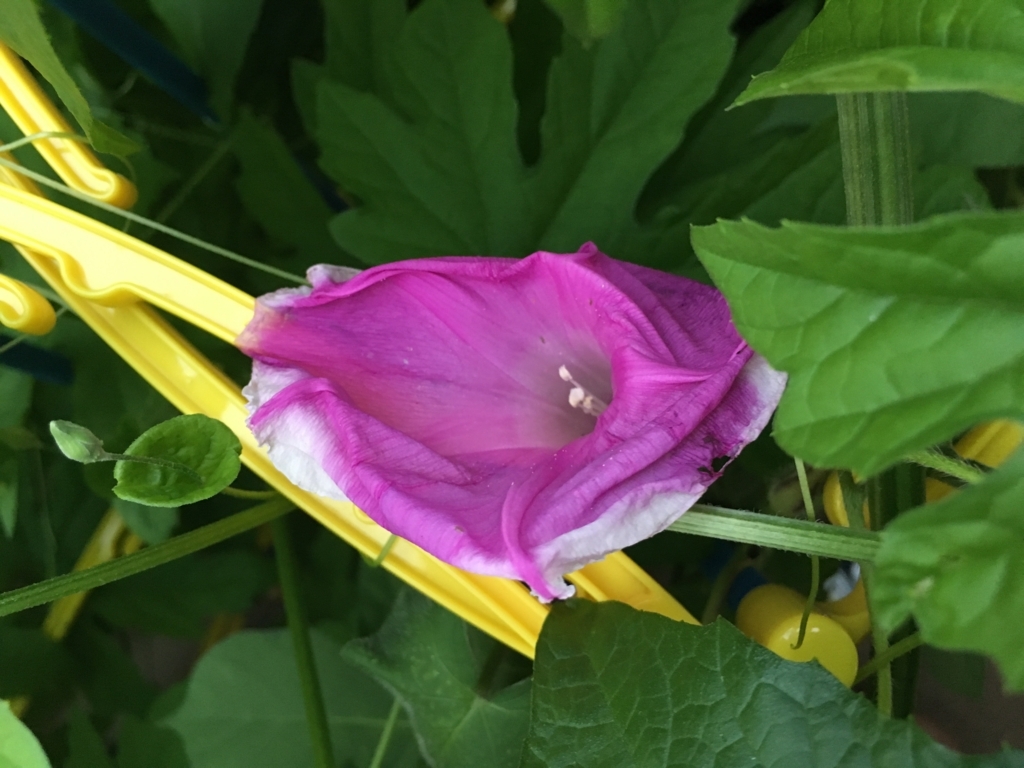 f:id:hiruta:20170703184652j:plain