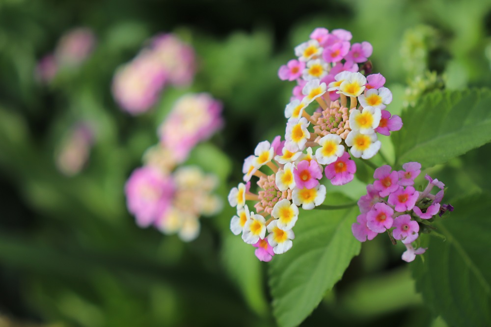 花 の 名前調べる, 花の名前が知りたい – VISHUJI