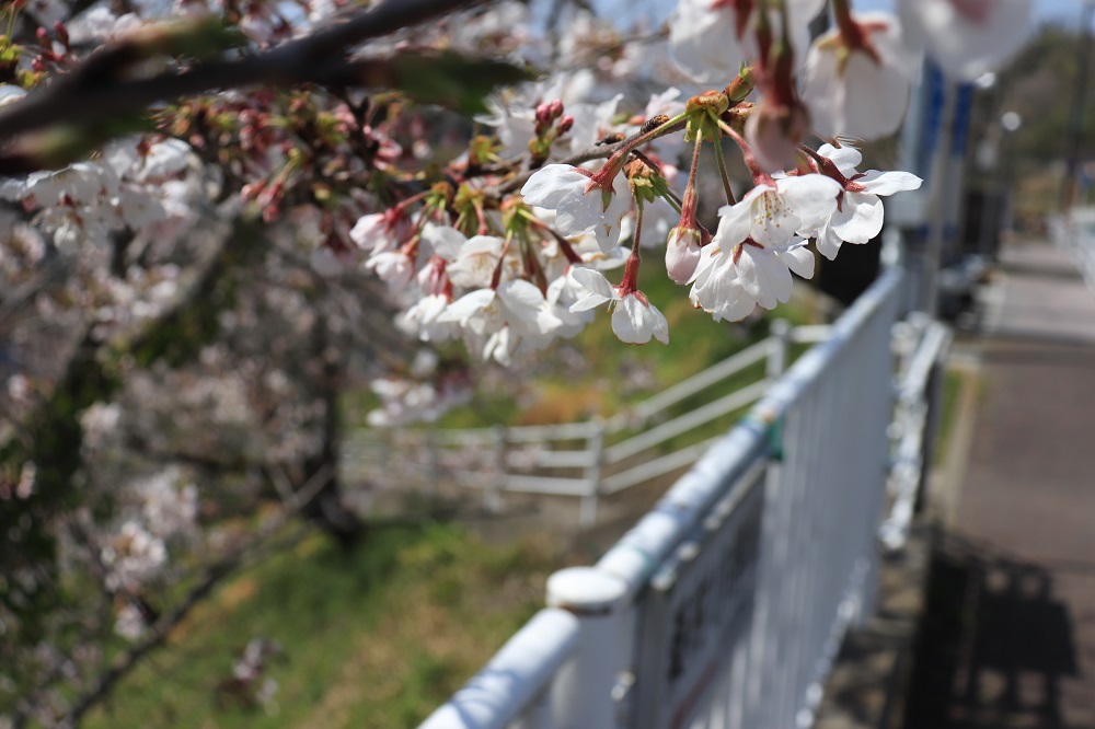 f:id:hisa-sea:20190408214719j:plain