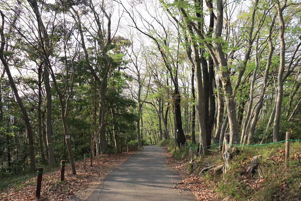 f:id:hisa-sea:20190421221507j:plain