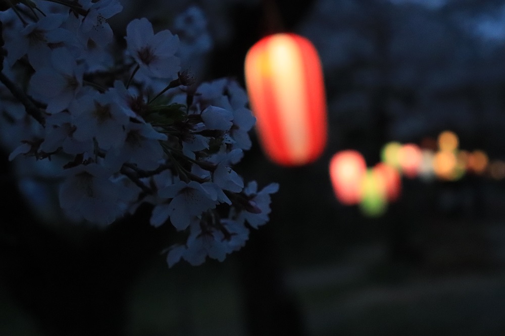f:id:hisa-sea:20190428225752j:plain