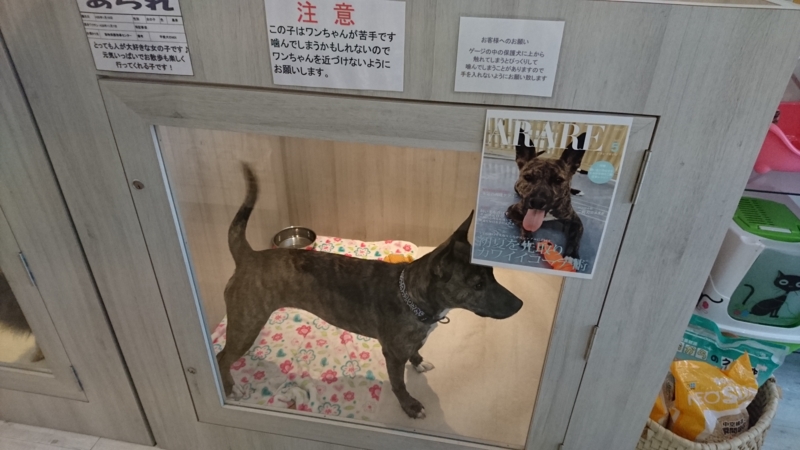 f:id:hisa0621:20170428145501j:image f:id:hisa0621:20170428145501j:image