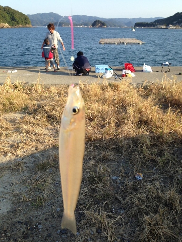 三重県南伊勢町田曽浦釣行記 続編 東海北陸ぐるりんこ