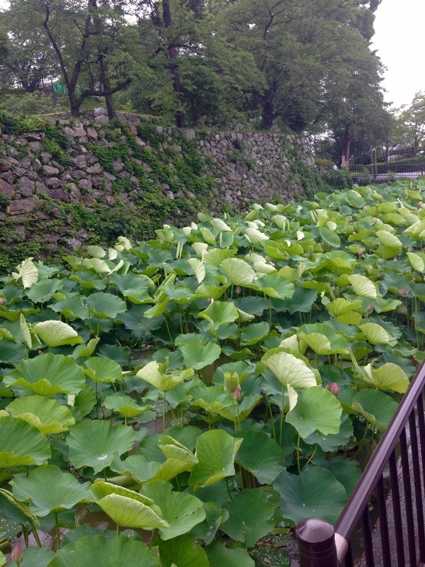 田丸城址のハスの花を愛で、駅前で中 …