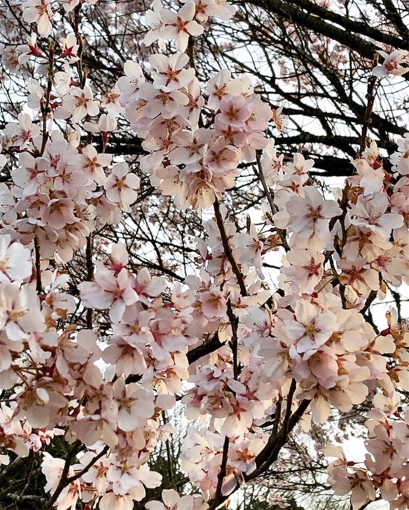 f:id:hisa69740:20200411130356j:image